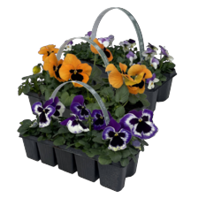 Violen clayettes
